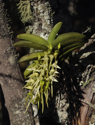 Cyrtorchis praetermissa subsp. praetermissa image