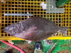 Reinhardtius hippoglossoides