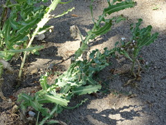 Sonchus crassifolius