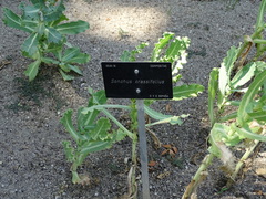 Sonchus crassifolius