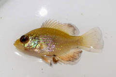 Enneacanthus gloriosus