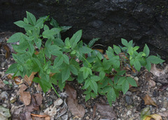 Cleome aculeata