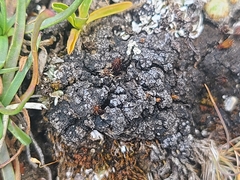 Catapyrenium cinereum