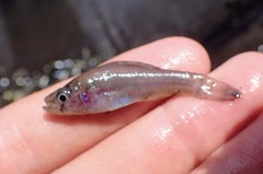 Aphredoderus sayanus