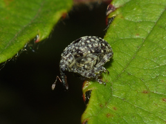 Cionus hortulanus