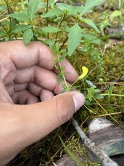 Gratiola lutea, photograph Brandon Corder, CC BY, iNaturalist via GBIF