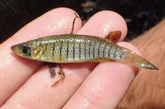 Fundulus nottii