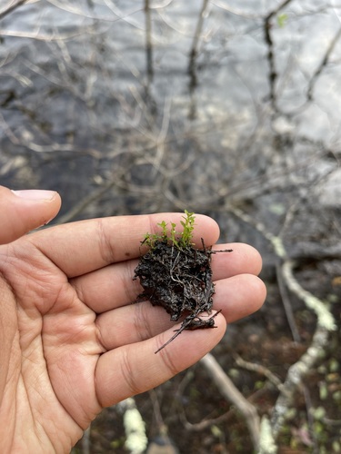 Image of Elatine minima by (c) Brandon Corder, some rights reserved (CC BY)