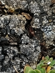 Catapyrenium cinereum