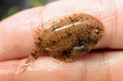 Trinectes maculatus