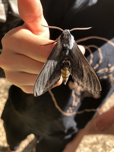 iNaturalist observation photo of Vashti Sphinx