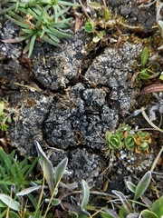 Catapyrenium cinereum