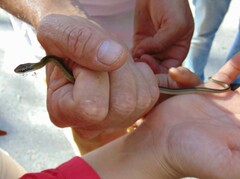 Dendrophidion bivittatus