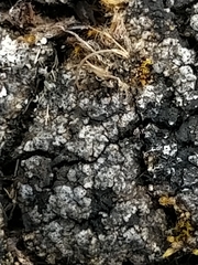 Catapyrenium cinereum