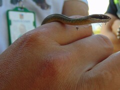 Dendrophidion bivittatus