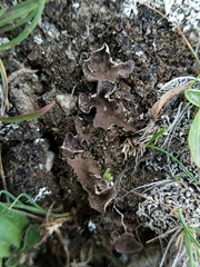 Peltigera lepidophora