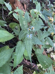 Eurybia chlorolepis