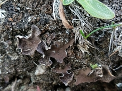 Peltigera lepidophora