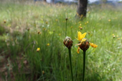 Xyris indica