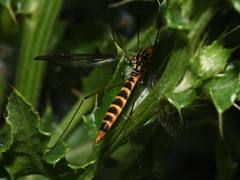 Nephrotoma flavipalpis