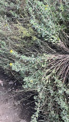 Grindelia subalpina
