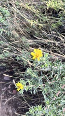 Grindelia subalpina