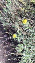 Grindelia subalpina