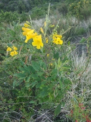 Tecoma stans velutina