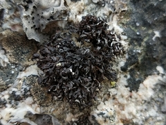 Cornicularia normoerica
