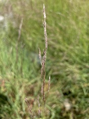 Agrostis agrostiflora