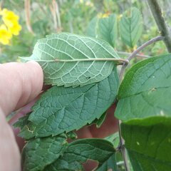 Tecoma stans velutina