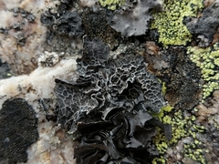 Umbilicaria decussata