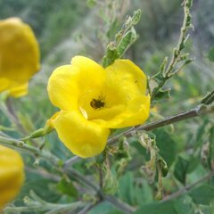 Tecoma stans velutina