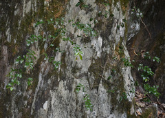 Ventilago ecorollata