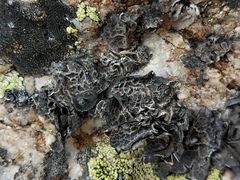 Umbilicaria decussata