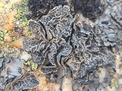Umbilicaria decussata
