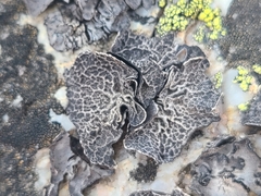 Umbilicaria decussata