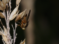 Tephritis matricariae