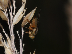 Tephritis matricariae