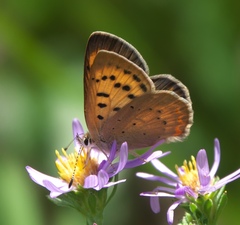 Tharsalea dorcas sangremar