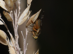 Tephritis matricariae