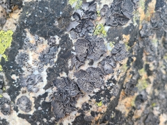 Umbilicaria decussata