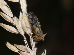 Tephritis matricariae