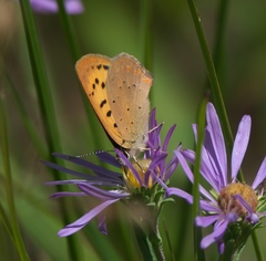 Tharsalea dorcas sangremar