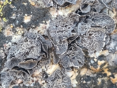 Umbilicaria decussata