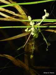 Sparganium fluctuans