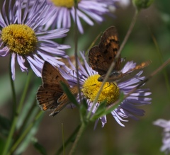 Tharsalea dorcas sangremar