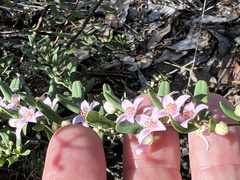 Boronia glabra
