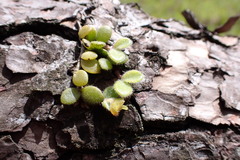 Trichotosia dasyphylla