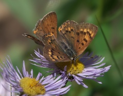 Tharsalea dorcas sangremar